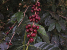 Cerezas de café maduras en la rama del cafeto. Café de especialidad de Etiopía tostado posteriormente en Málaga por Artisan Coffee 
