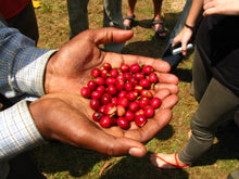 Muestra de cerezas maduras antes de la recolección de café para mostrar el tipo de cereza a recoger. Café de Etiopía tostado en Málaga por Artisan Coffee